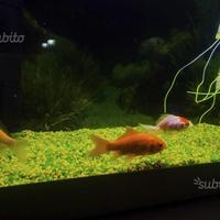 Acquario con accessori completo