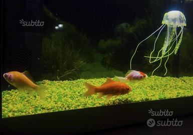 Acquario con accessori completo