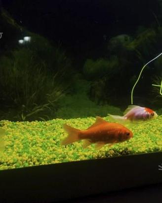Acquario con accessori completo