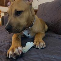 American pit bull terrier