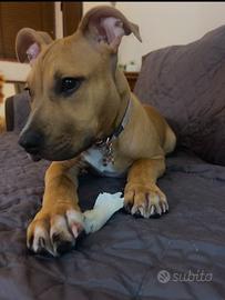 American pit bull terrier