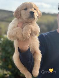 Golden retriever