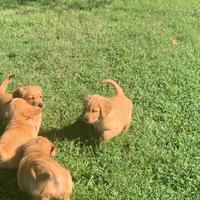 Cuccioli selezionati golden retriever