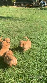 Cuccioli selezionati golden retriever