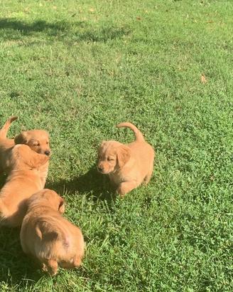 Cuccioli selezionati golden retriever