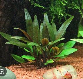 Cryptocoryne Petchii