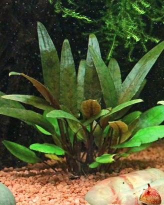 Cryptocoryne Petchii