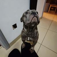 Cuccioli di bulldog francese blu M e F