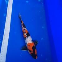 Koi showa ginrin
