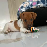 Jack Russell pelo corto pedigree