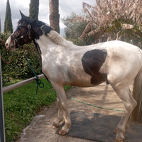 Cavallo 4 anni