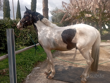 Cavallo 4 anni