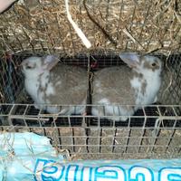 Coniglie di 3kg