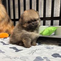 Spitz Volpino Pomerania 2 mesi TOY ROSSO