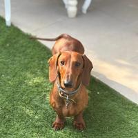 Bassotto per accoppiamento