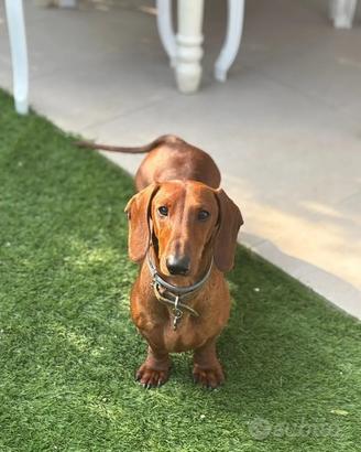 Bassotto per accoppiamento