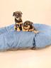 cuccioli-di-pincher-chihuahua