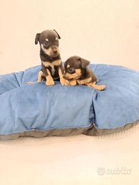Cuccioli di pincher chihuahua