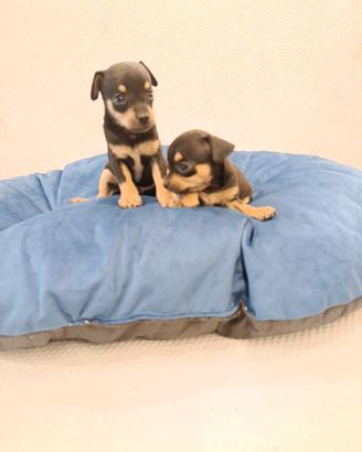 Cuccioli di pincher chihuahua