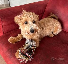 Maltipoo