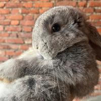 Mini Lop cucciolo - allevato a mano, vaccinato