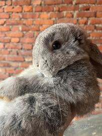 Mini Lop cucciolo - allevato a mano, vaccinato