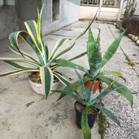 Agave , oleandri,piante grasse