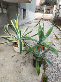 Agave , oleandri,piante grasse