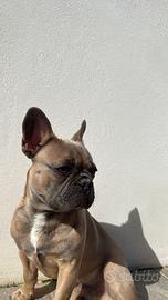 Bulldog francese x monta