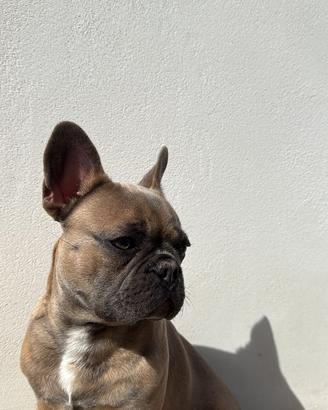 Bulldog francese x monta