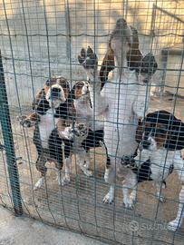 Beagle caccia