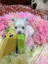 Chihuahua Maschietto