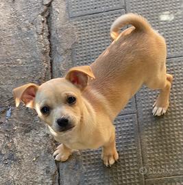 Chihuahua Maschio ,Nato 11/01/2026