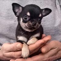 Cucciola chihuahua pelo corto