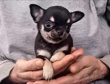 Cucciola chihuahua pelo corto