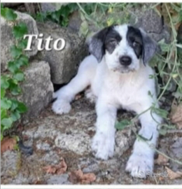 Adotta Tito
