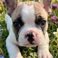 Bulldog francese