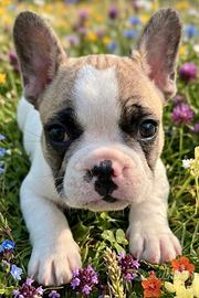 Bulldog francese