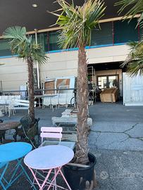 Palme da giardino dai 2 ai 3 metri