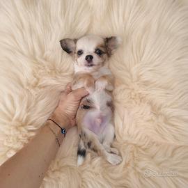 Chihuahua Toy pelo lungo maschietto merle
