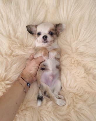 Chihuahua Toy pelo lungo maschietto merle