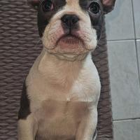 Bulldog francese