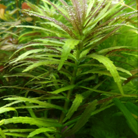 Piante acquatiche