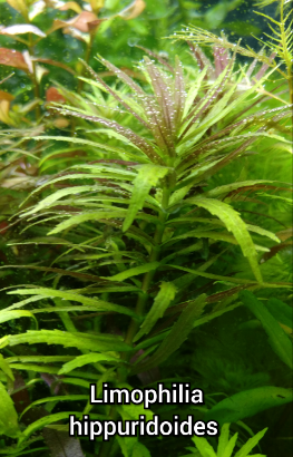 Piante acquatiche