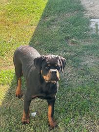 Cucciola rottweiler