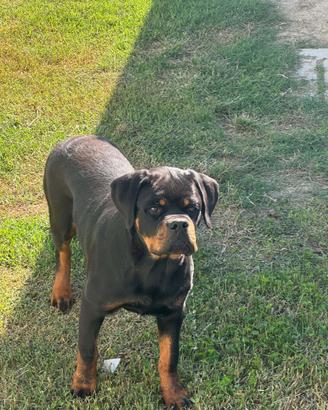 Cucciola rottweiler