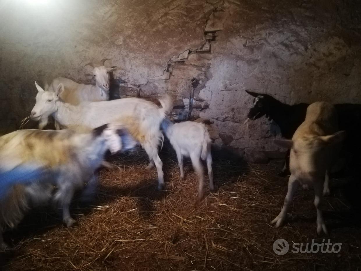 Capre - Regalo e vendita animali a Salerno e provincia 