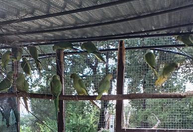 Pappagalli parrocchetti dal Collare