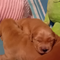 Cuccioli di golden retriever prevalentemente ameri