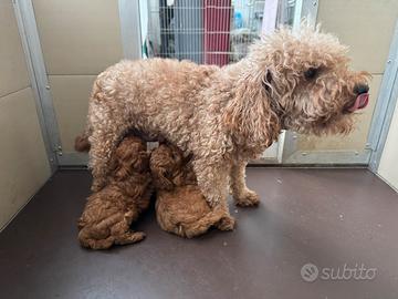 Barboncini cuccioli Toy